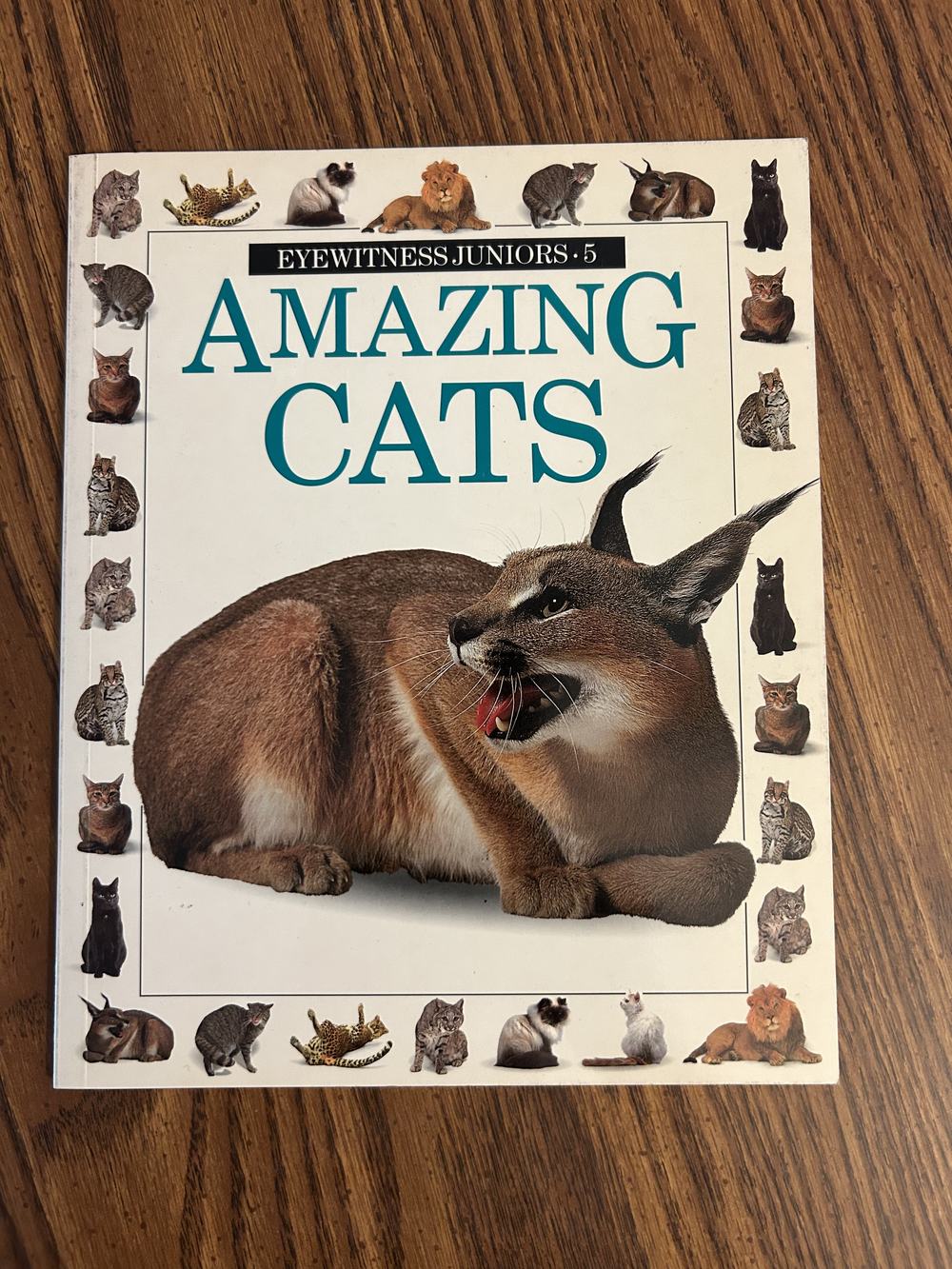 Amazing Cats, photograph of this copy